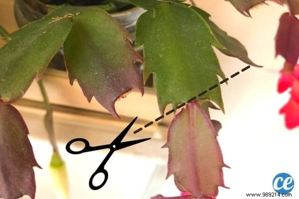 Christmas Cactus:My Gardener s Secret to Making it Bloom Again Every Year. 