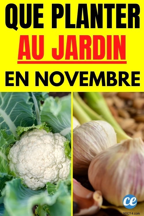 What to Plant in November in the Vegetable Garden? 10 Fruits &Vegetables That Grow Easily In The Fall. 