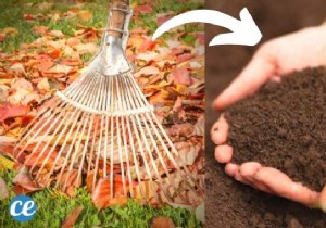 How To Turn Fallen Leaves Into Fertilizer (Free) For Your Plants. 