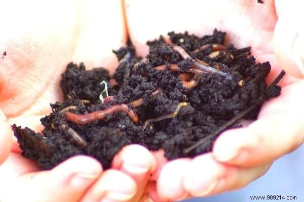 How To Turn Fallen Leaves Into Fertilizer (Free) For Your Plants. 