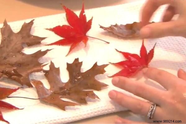 Don t Throw Away Leaves! Here are 14 Amazing Ways to Reuse them. 
