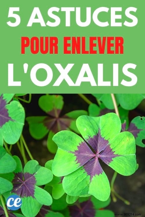 Oxalis:5 Tips To Get Rid Of This Dreadful False Clover. 