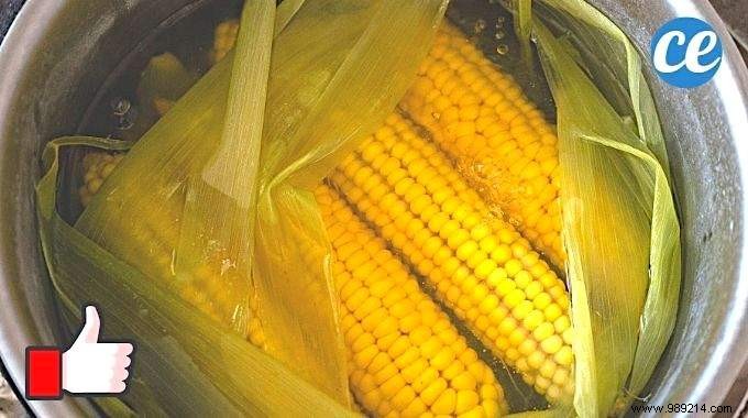 Corn Cooking Water, a Great Free Fertilizer For Your Roses. 