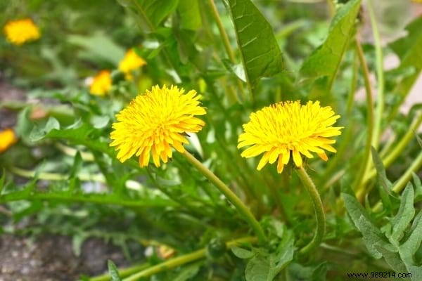 Weeds:10 Species Not To Be Pulled From Your Garden. 