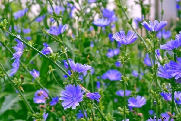 Weeds:10 Species Not To Be Pulled From Your Garden. 