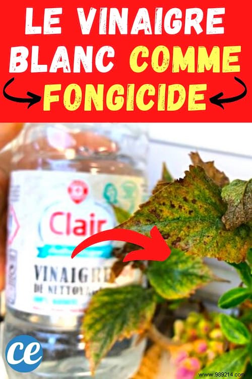 White Vinegar, The Natural Fungicide Every Gardener Should Know. 