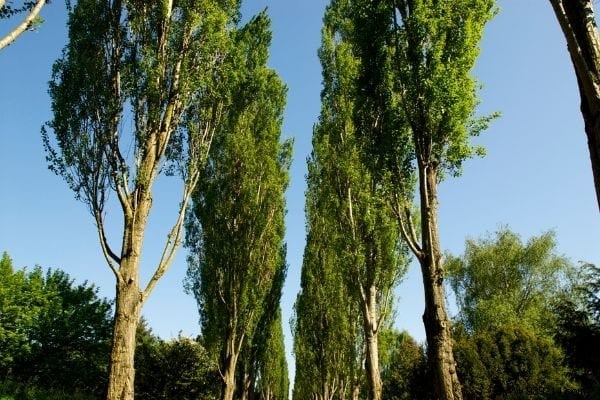 12 Fast Growing Shade Trees in the Garden. 