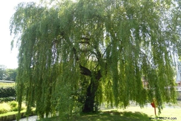 12 Fast Growing Shade Trees in the Garden. 