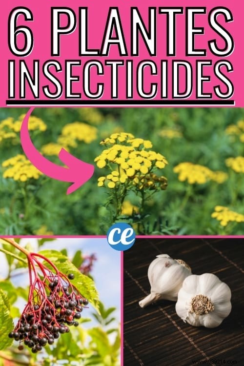 Natural Insecticide:6 Easy Recipes to Get Rid of Aphids. 
