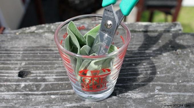 Chop your Herbs Easily with Scissors and a Glass. 