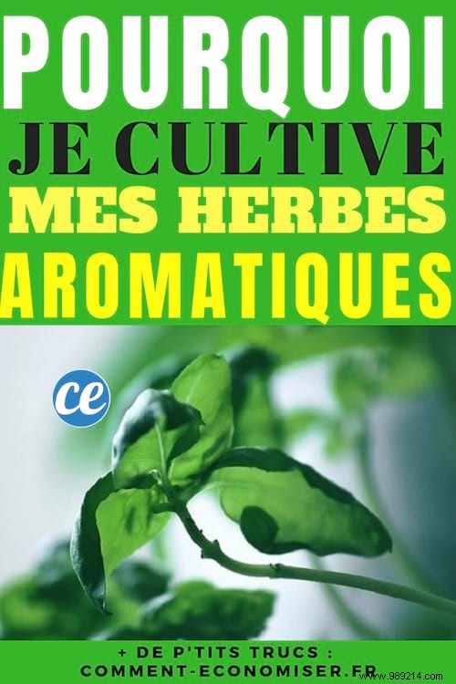 Why I Grow Aromatic Herbs in an Apartment. 
