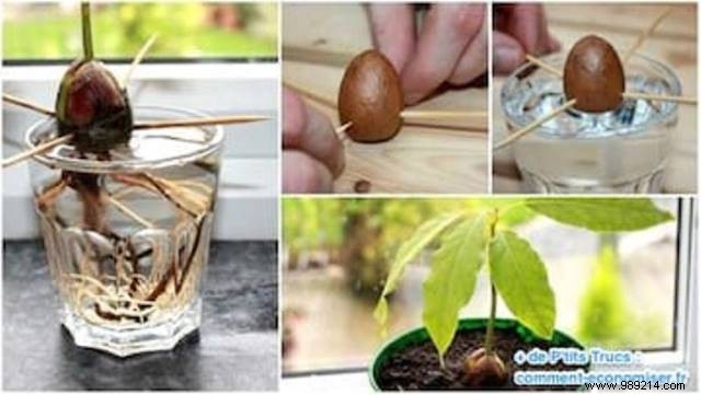 Here s how to grow an avocado tree from an avocado pit. 