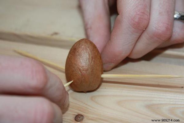 Here s how to grow an avocado tree from an avocado pit. 