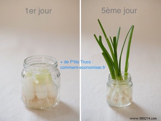 Never Buy Chives Again. Just Put It In Water And It Grows Back! 