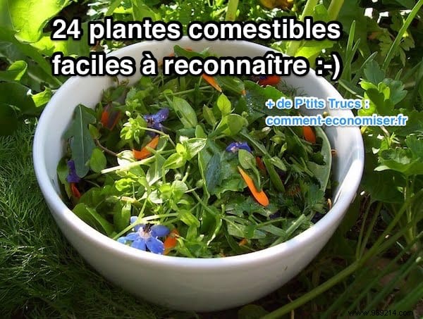24 Edible Plants Easy to Recognize. 
