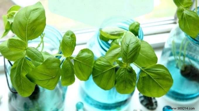 12 Herbs You Can Grow All Year Round JUST IN WATER. 