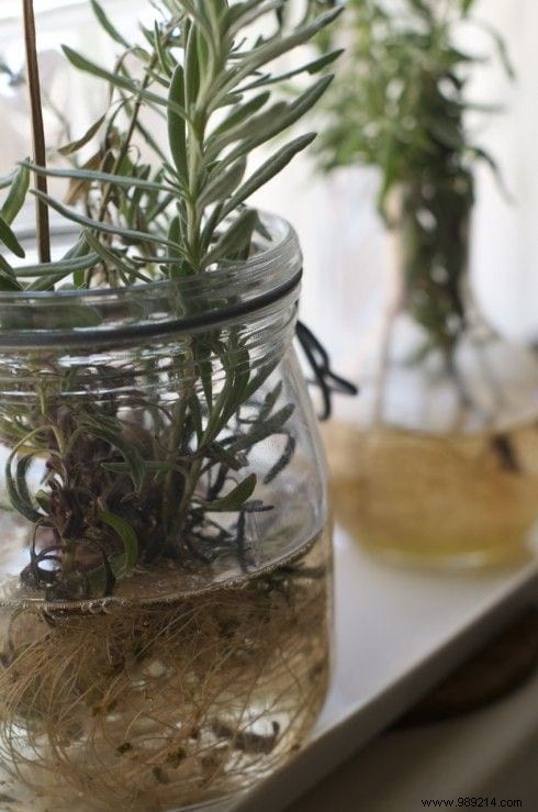 12 Herbs You Can Grow All Year Round JUST IN WATER. 