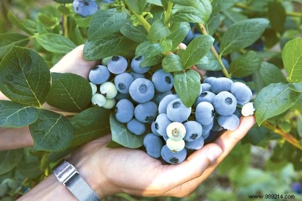 Buy More Blueberries! Use These Tips To Get As Much As You Want. 