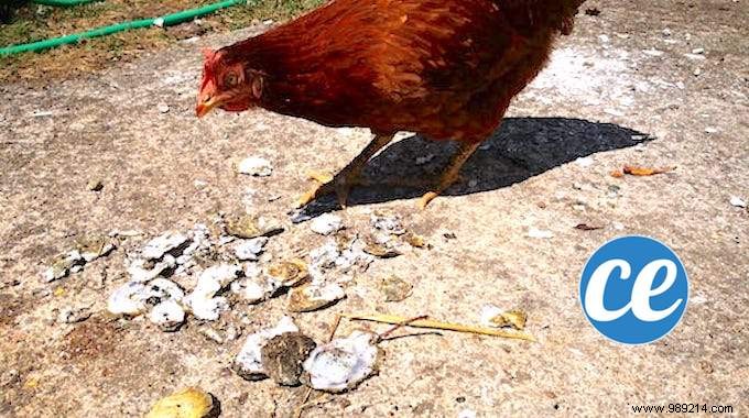 Don t Throw Away Oyster Shells! Feed them to your chickens. 
