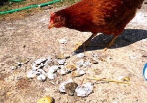 Recycle Oyster Shells into Calcium-Rich Feed for Healthier Chickens and Bigger Eggs