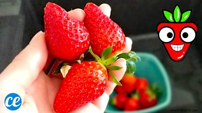 How to Store Strawberries for Weeks in the Fridge. 