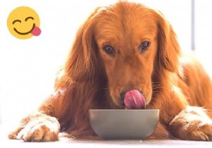 Homemade Dog Broth: Simple Zero-Waste Recipe My Dog Can t Resist