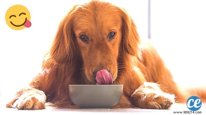 Dog Meal:The Easy and Natural Recipe That My Dog Loves! 