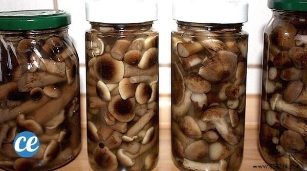 Mushrooms:6 Anti-Waste Tips To Keep Them Longer. 