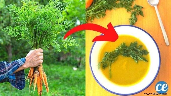 What To Do With Carrot Tops? 8 Recipes To Stop Throwing Them Away. 