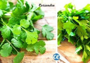 How to Easily Tell Parsley from Cilantro: 6 Pro Tips from a Chef Friend