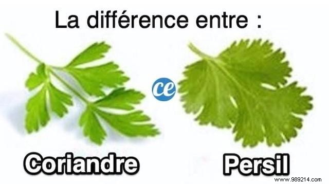 The Tip To Tell The Difference Between Parsley and Coriander (Easily). 