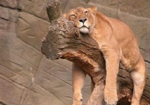 THE Effective Grandmother s Remedy Against Temporary Fatigue. 