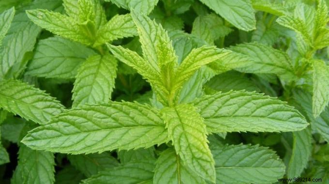 The 5 Benefits of Peppermint You Need to Know. 