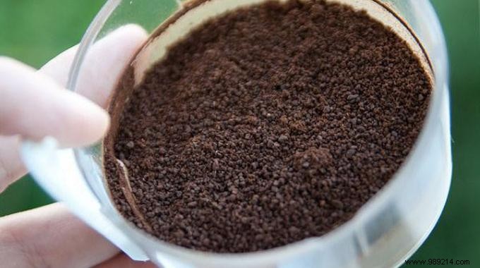 Coffee grounds, an Effective and Free Anti-Cellulite. 