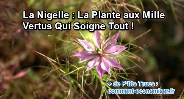 Nigella:The Plant With A Thousand Virtues That Heals Everything! 