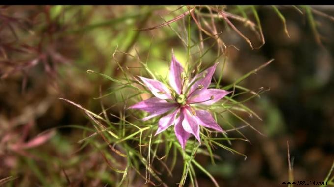 Nigella:The Plant With A Thousand Virtues That Heals Everything! 