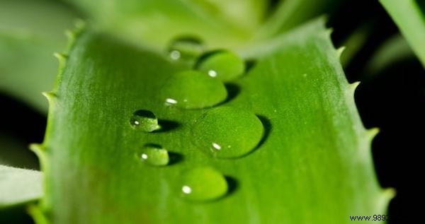 The 5 virtues of Aloe Vera for a healthy body. 
