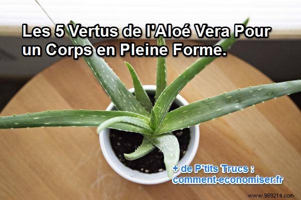 The 5 virtues of Aloe Vera for a healthy body. 