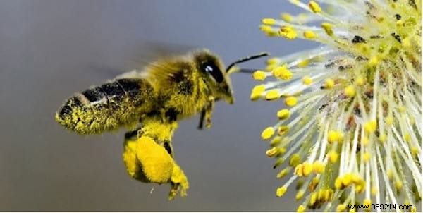 6 Virtues of Pollen That NO ONE Knows. 