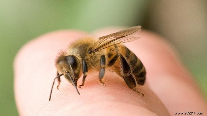 Bee Sting:The 14 Best Remedies You Should Know. 