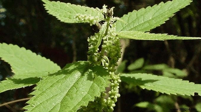 Stinging nettles:What to do to calm them down? 