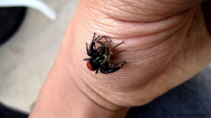 The Remedy To Soothe A Spider Bite QUICKLY. 