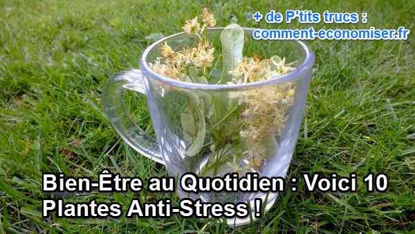 Daily Well-Being:Here are 10 Anti-Stress Plants! 