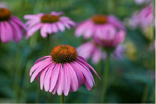 9 Health Benefits of Echinacea No One Knows About. 