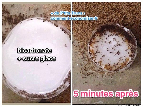 Bicarbonate:A Super Effective Ant Killer Everyone Should Know About. 