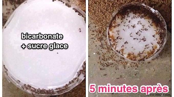 Bicarbonate:A Super Effective Ant Killer Everyone Should Know About. 