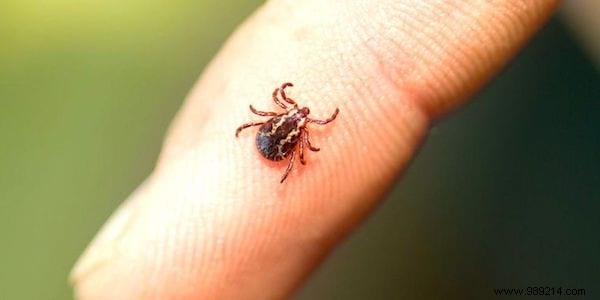 The One And Only Way To Remove A Tick WITHOUT Risk To Your Health. 