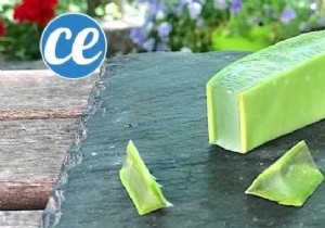 Here s How To Cut And Use Aloe Vera Leaf Gel. 