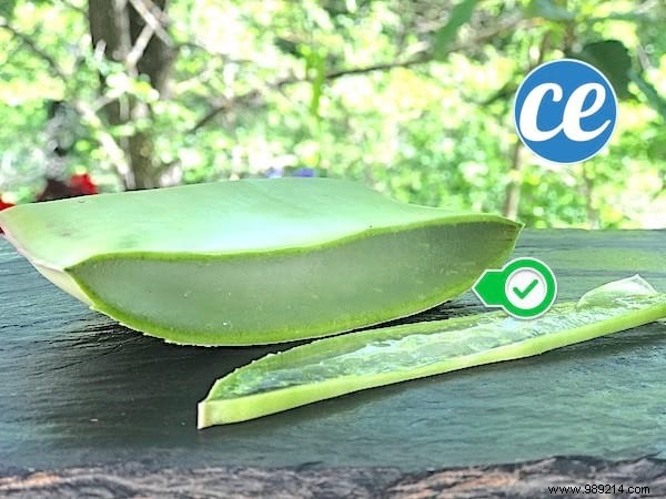 Here s How To Cut And Use Aloe Vera Leaf Gel. 