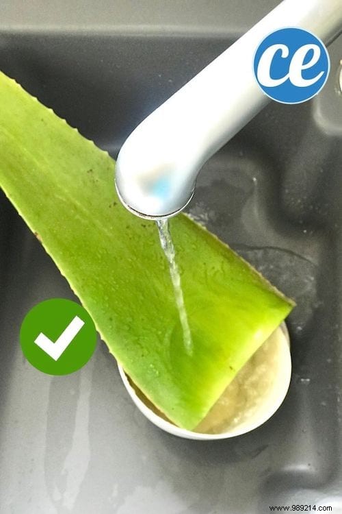 How To Extract Aloe Vera Gel From A Fresh Plant (Quick And Easy). 